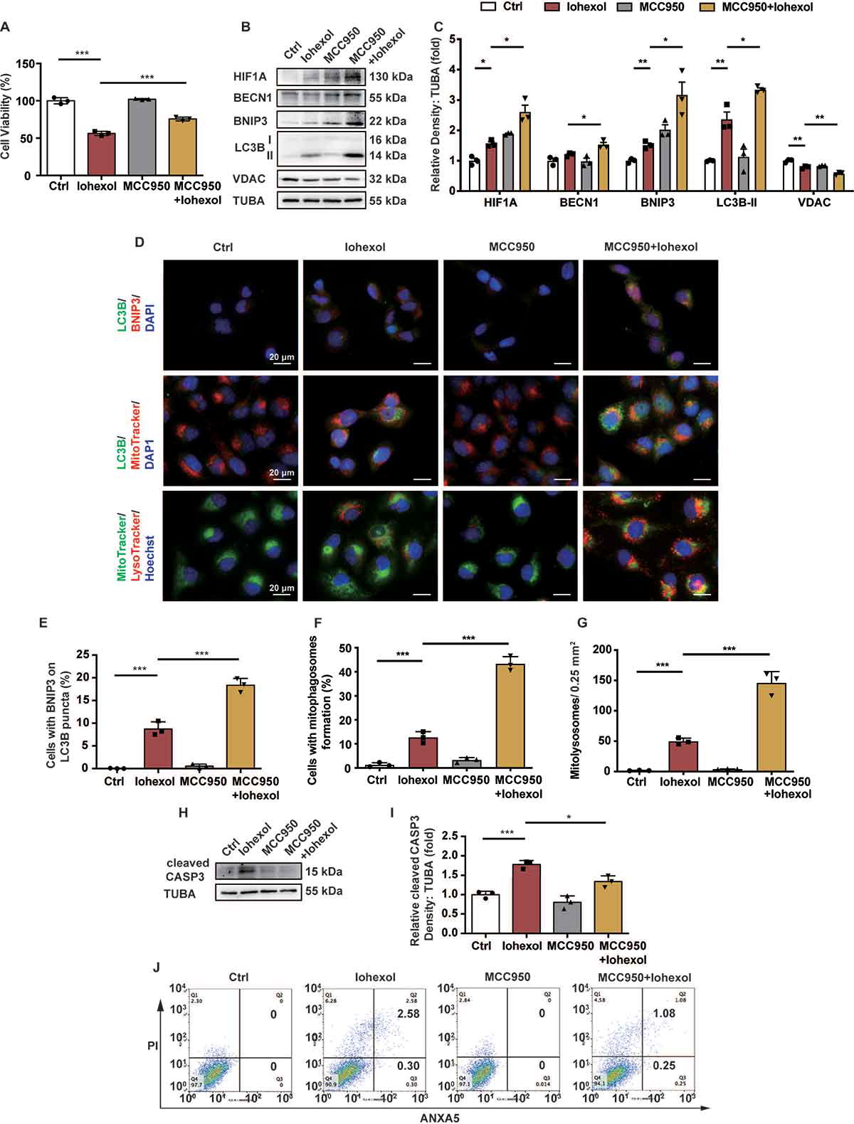 项目文章 autophagy 线粒体自噬缓解急性肾损伤的分子机制