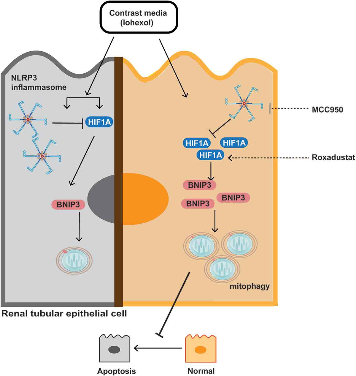 inhibiting nlrp3 inflammasome attenuates apoptosis in contrast