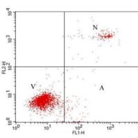 流式细胞术（三标）实验