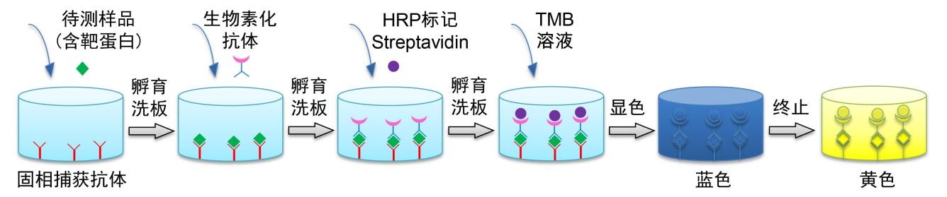 阿留申病病毒PCR检测试剂盒操作流程