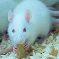 大鼠自发活动实验