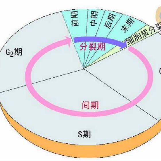 上海细胞周期检测服务