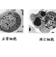 上海细胞凋亡检测服务