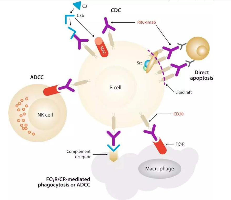 CD20分子在B淋巴细胞以及肿瘤表达中的影响 - 企业动态 - 丁香通