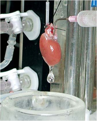 离体心脏灌流系统，Langendorff 灌流系统，Work