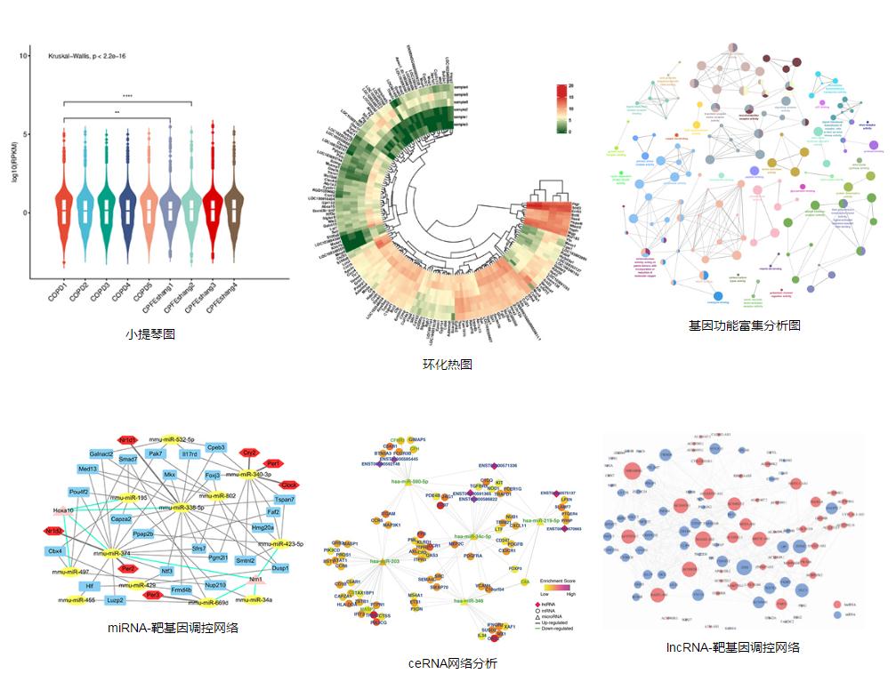 高分文章炼成记丨外泌体RNA测序，不一样的技术特色带来极具价值的研究成果！
