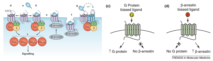 珀金埃尔默推出业界GPCR TR-FRET 结合试剂盒以及b-Arrestin检测试剂盒以加快发现有效疗法