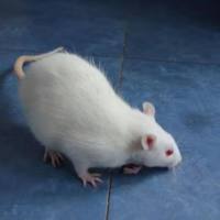 痛风性关节炎模型构建