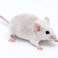 上海结肠炎模型构建服务