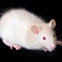 上海孔洞实验服务