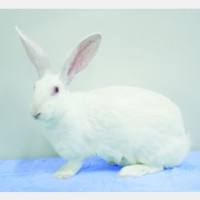 上海非细菌性前列腺炎造模服务