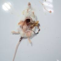 结肠炎模型构建