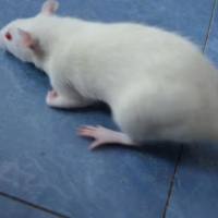 大鼠痛风性关节炎模型构建