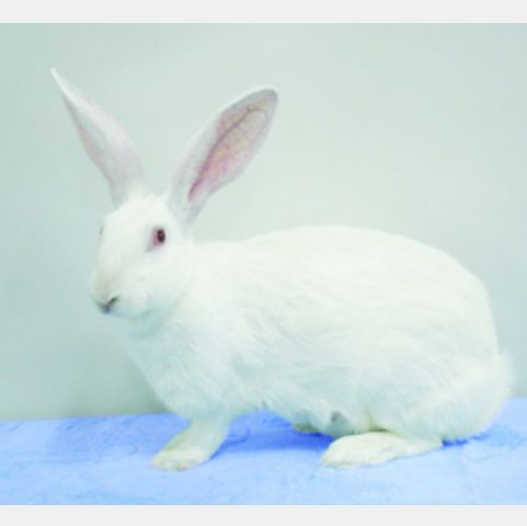 非细菌性前列腺炎模型构建