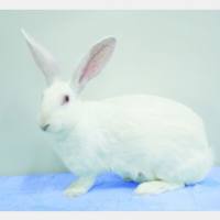 非细菌性前列腺炎模型构建