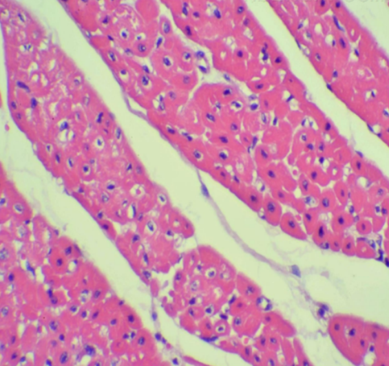 肝脏HE染色实验