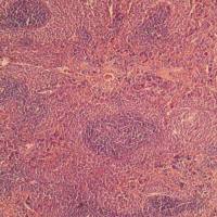 上海脾脏HE染色实验