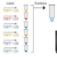 iTRAQ/TMT定量蛋白质组学技术