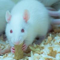 上海肢体缺血动物模型构建