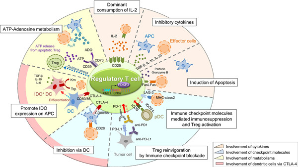  流式检测整体方案(CD4+CD25+FOXP3+) Treg,调节性T细胞（Treg）