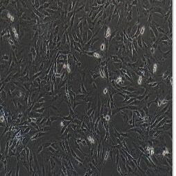 NIH/3T3小鼠胚胎细胞实验