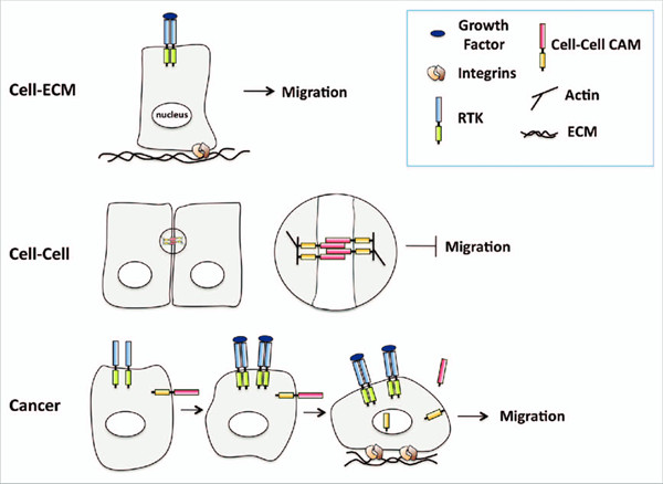 Cell Biolabs细胞粘附分析