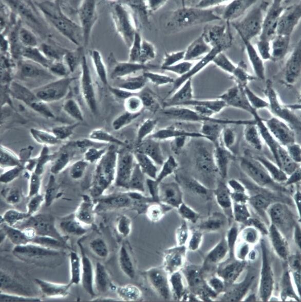 BEAS-2B细胞、BEAS-2B细胞、BEAS-2B肺上皮细胞