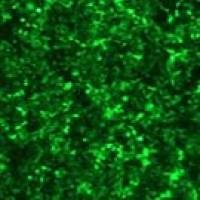 干扰稳定株震撼来袭