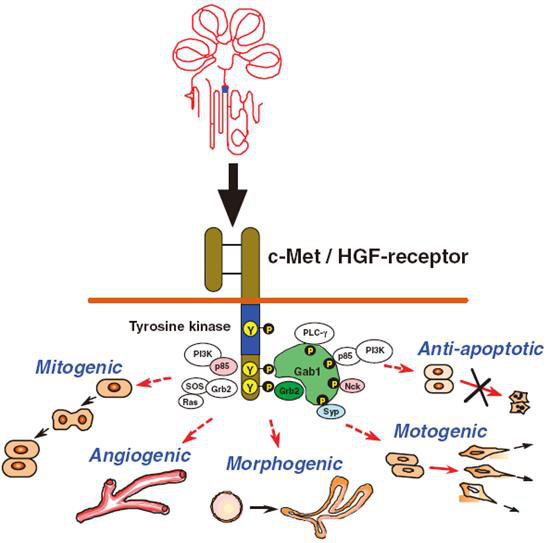 肺癌研究热门靶点之MET
