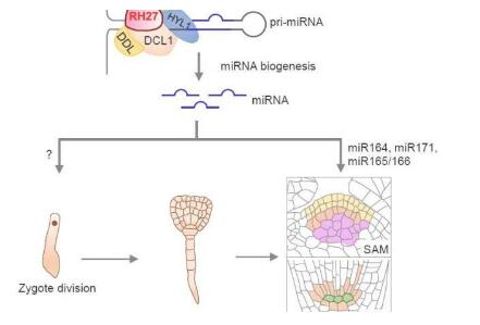 科学家揭示了RNA解旋酶在植物合子激活和干细胞稳态中的作用