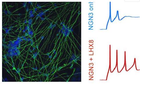 CRISPR标签提高了从干细胞中生长的模型细胞的准确性
