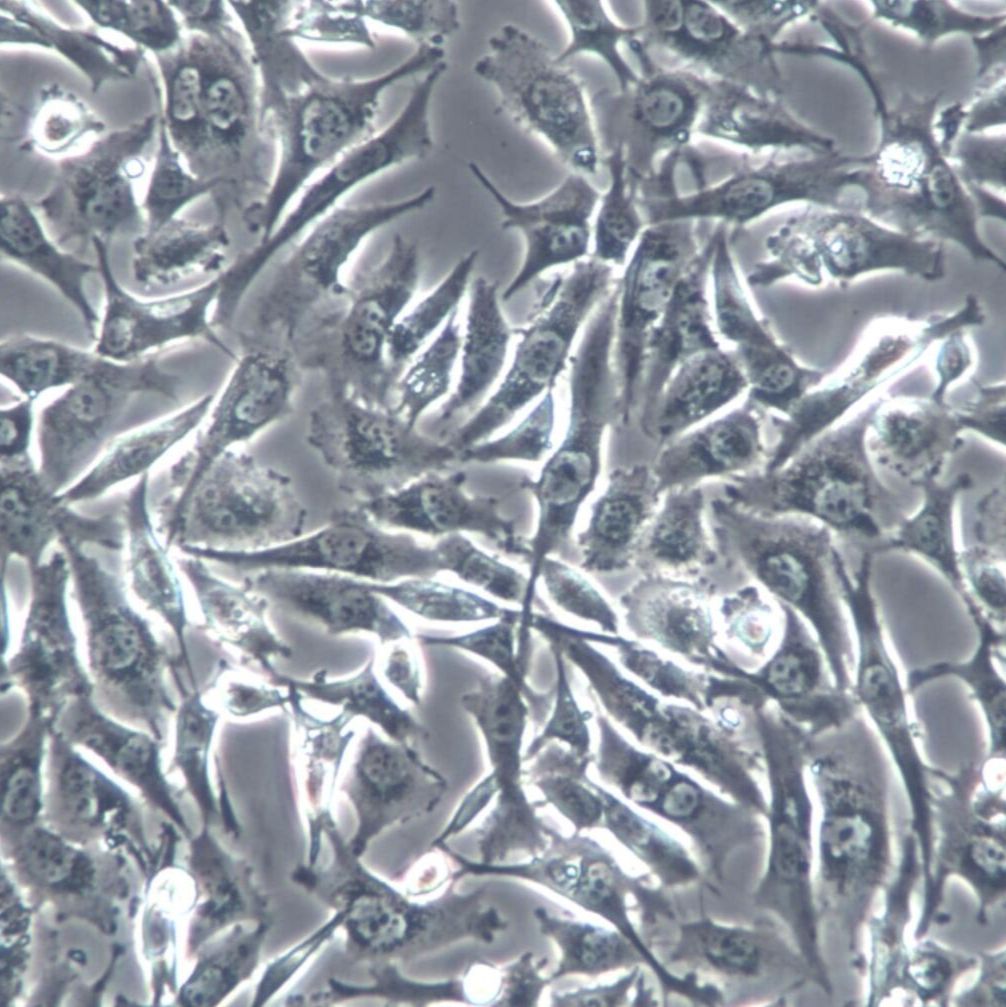 BT549细胞、BT-549细胞、BT549乳腺癌细胞