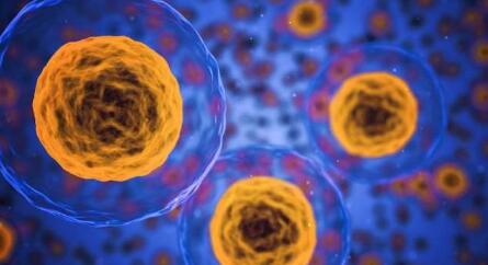 观看免疫细胞在组织中挖洞