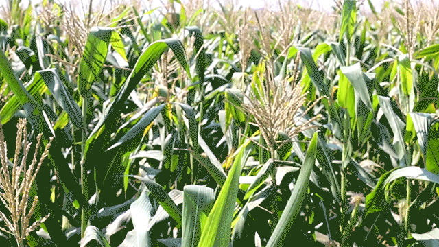 这里生长的黑玉米,甜度高,香气浓郁,软糯可口,满是阳光的味道