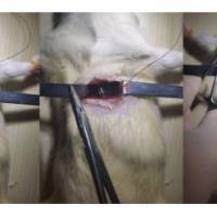 大鼠心梗模型构建