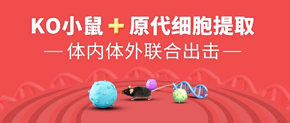 小鼠原代细胞提取服务，你值得拥有！