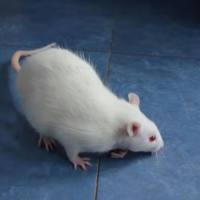 上海高血压模型构建服务