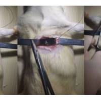 上海大鼠心梗模型构建服务