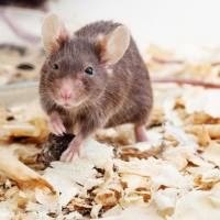 小鼠鼻炎模型构建服务
