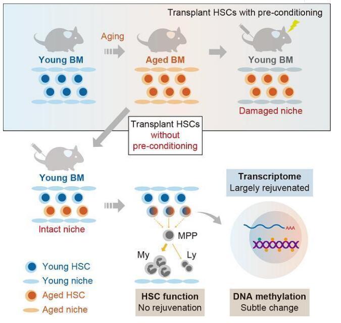 造血干细胞衰老机制的发现