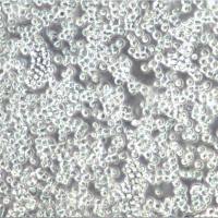 CCRF-CEM细胞、CCRFCEM细胞、CCRF-CEM细胞