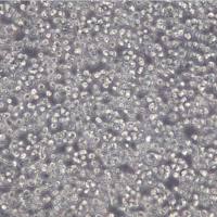 COC1细胞、COC1卵巢癌细胞、COC1细胞