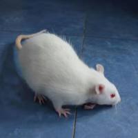 慢性阻塞性肺疾病模型（COPD）构建