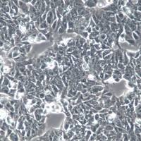 DLD1细胞、DLD1细胞、DLD1细胞