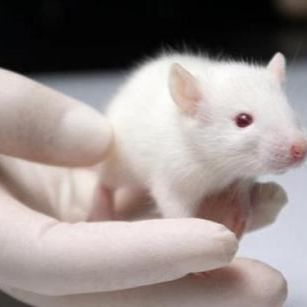 小鼠慢性过敏性鼻炎模型构建