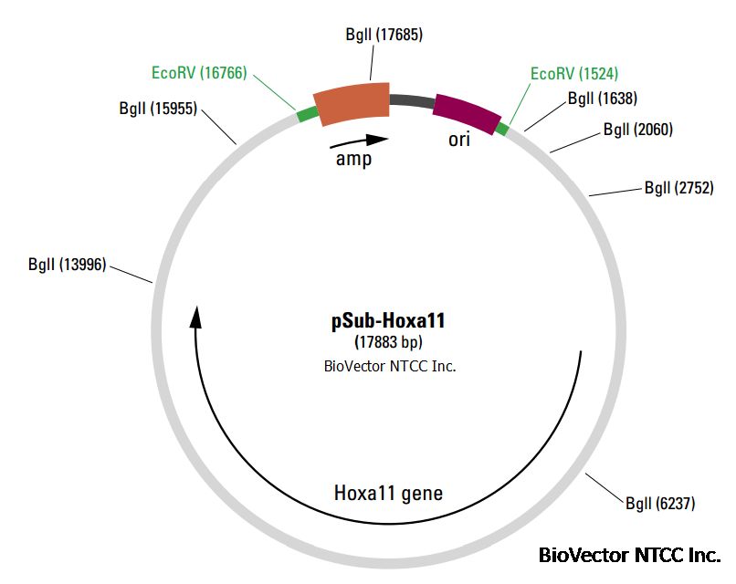 慢病毒RNAi干扰实验原理