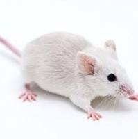 鼻炎模型构建服务