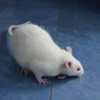 上海慢性坐骨神经痛模型构建