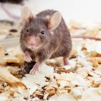 小鼠去卵巢心肌缺血再灌注模型构建