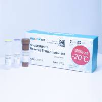 无修饰RT试剂盒